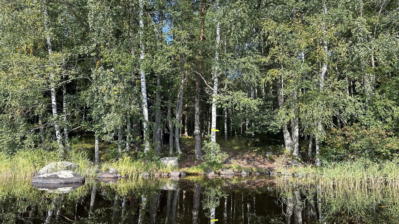 Metsäinen järven ranta, jossa paljon kiviä.