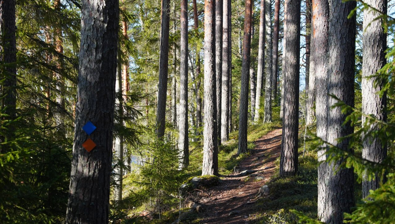 A path runs through the forest. There are two route markers in a tree.