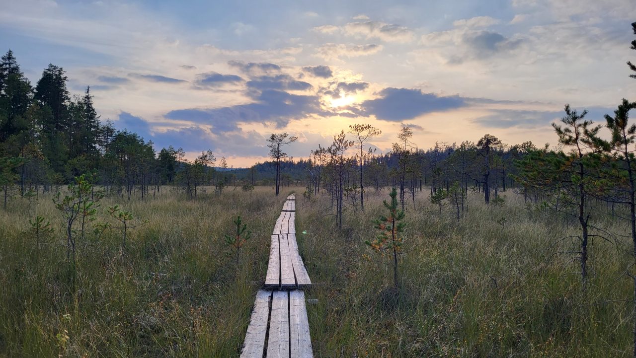 Wooden duckboards in the bog.