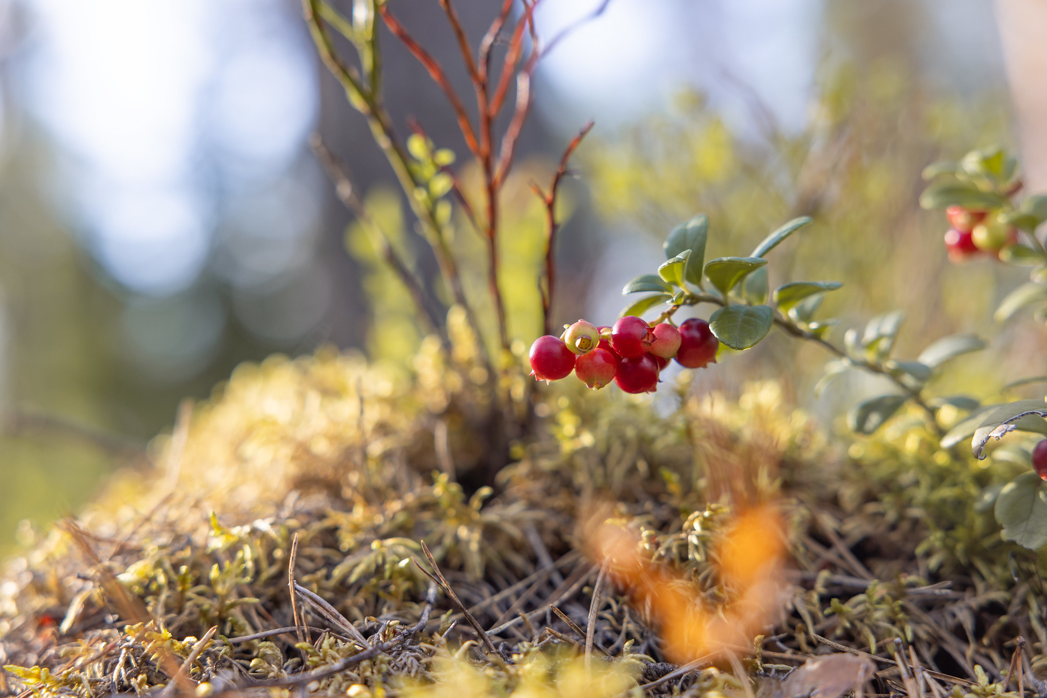 Lähikuva puolukoista metsässä.