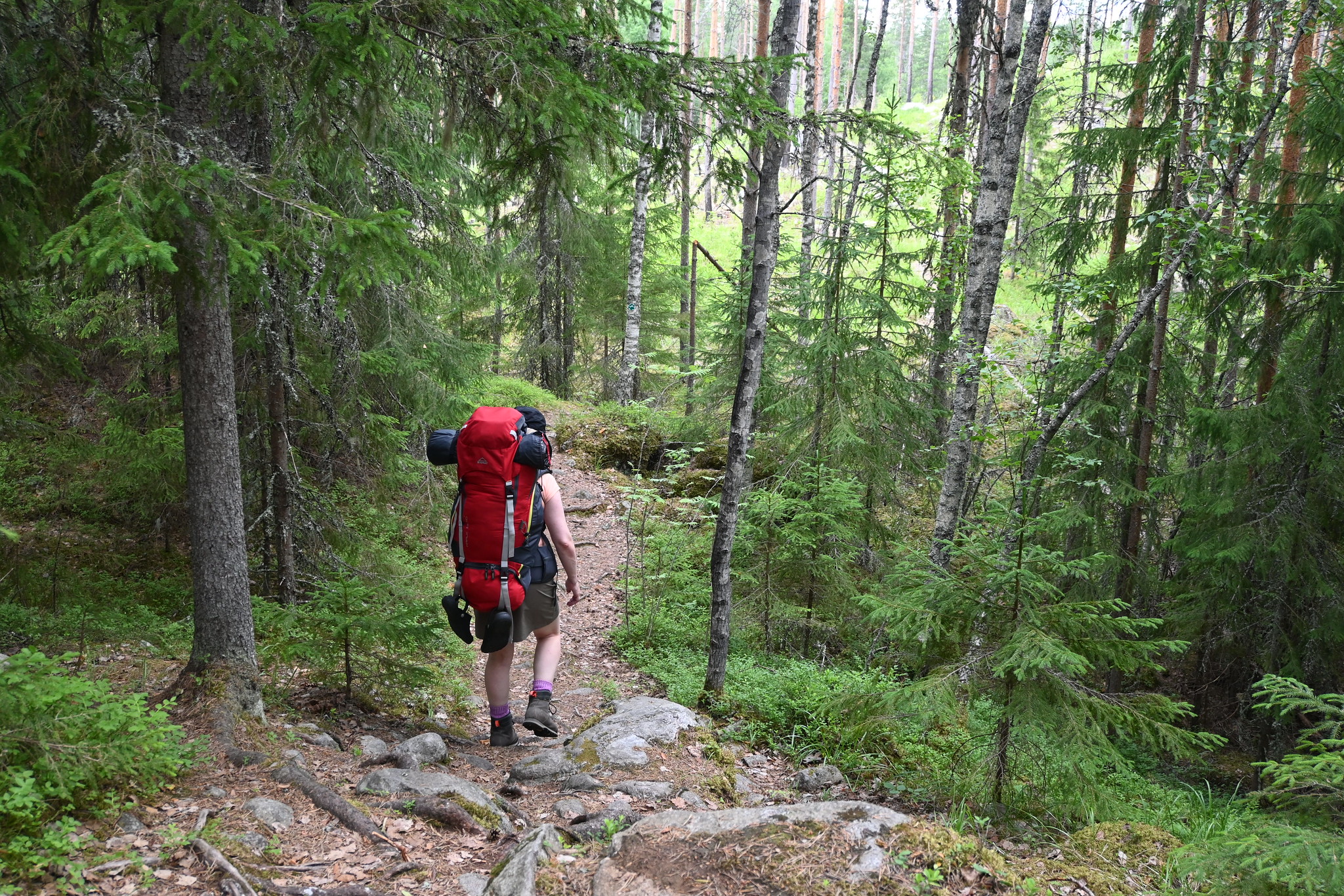 Ulkoilija kävelee metsäpolulla Evolla.