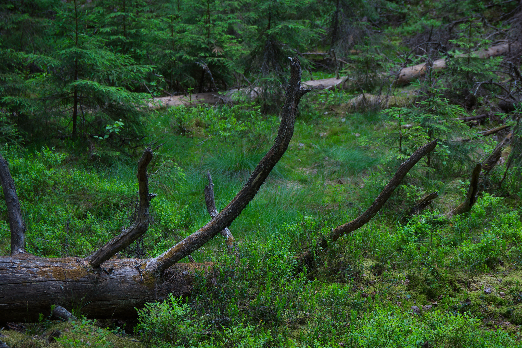 Kaatuneita puita metsässä.