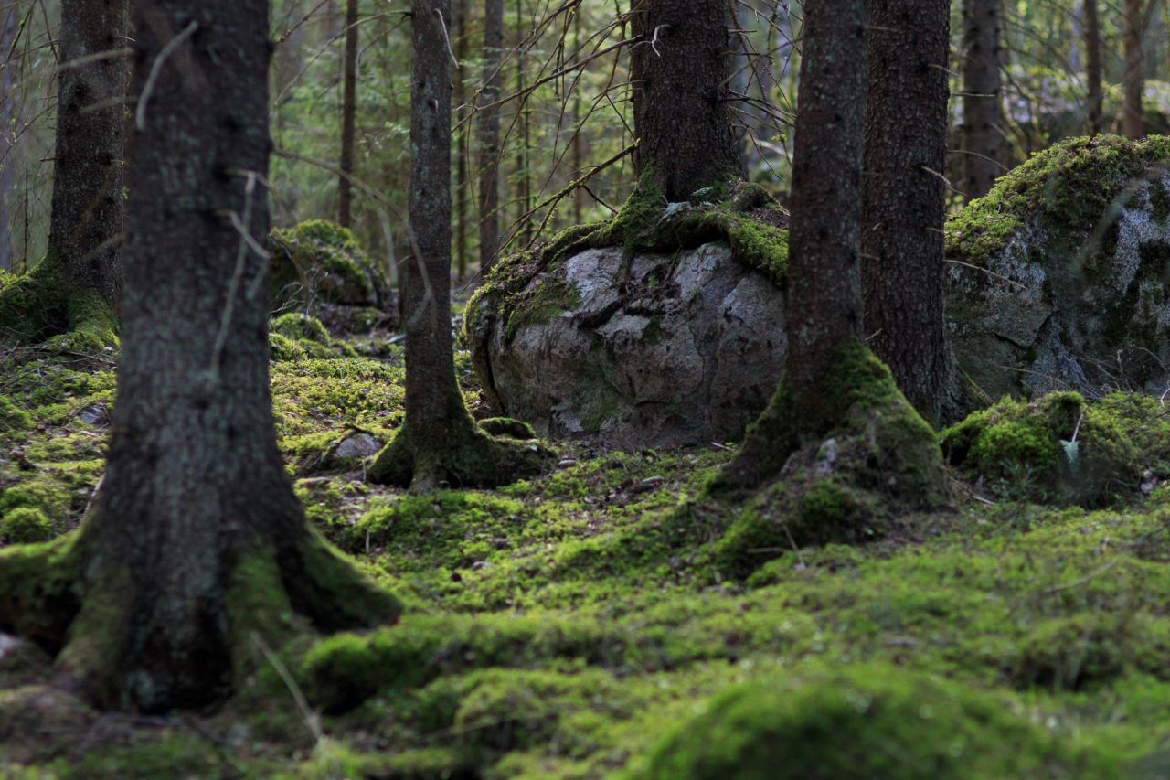 Sammaleista kuusimetsän pohjaa ja isoja kiviä