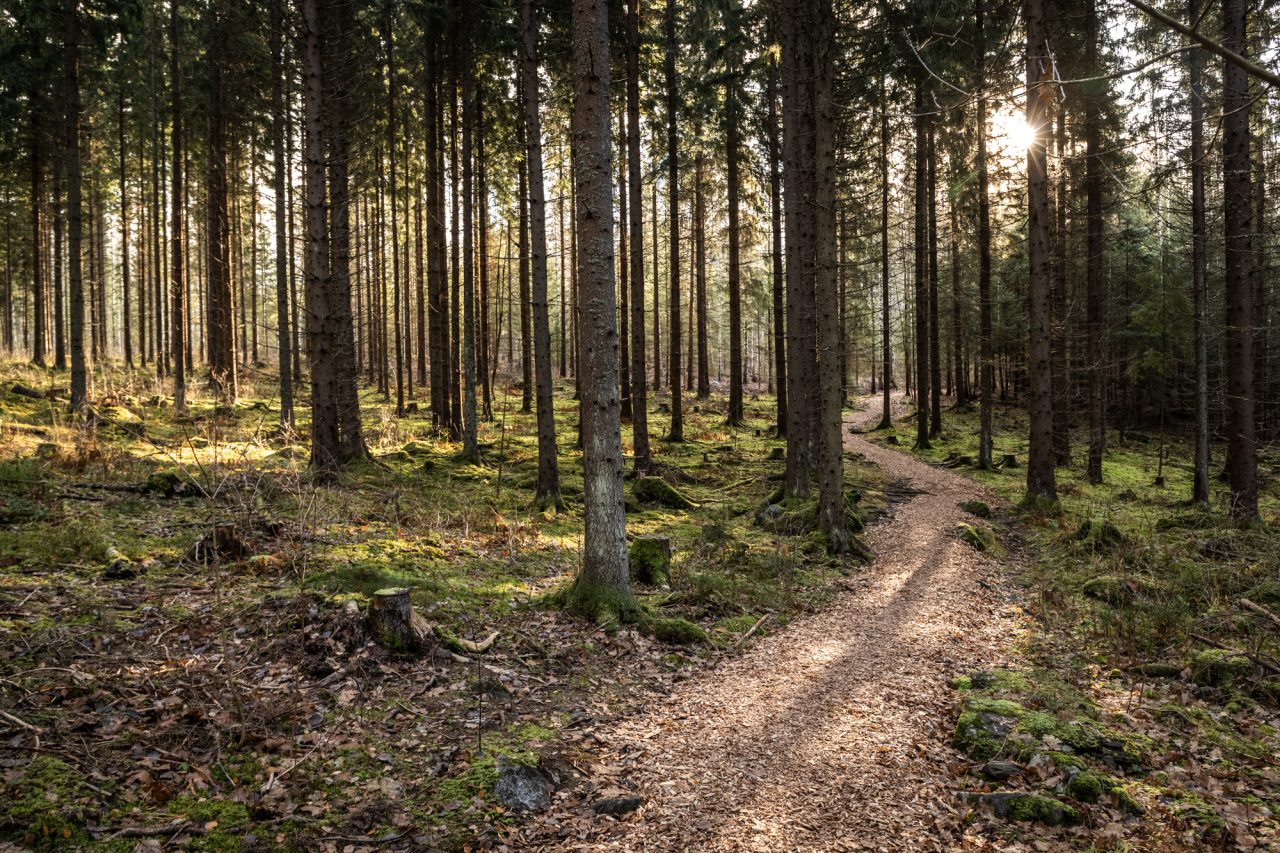 Polku havupuiden keskellä Sibeliuksen metsässä.