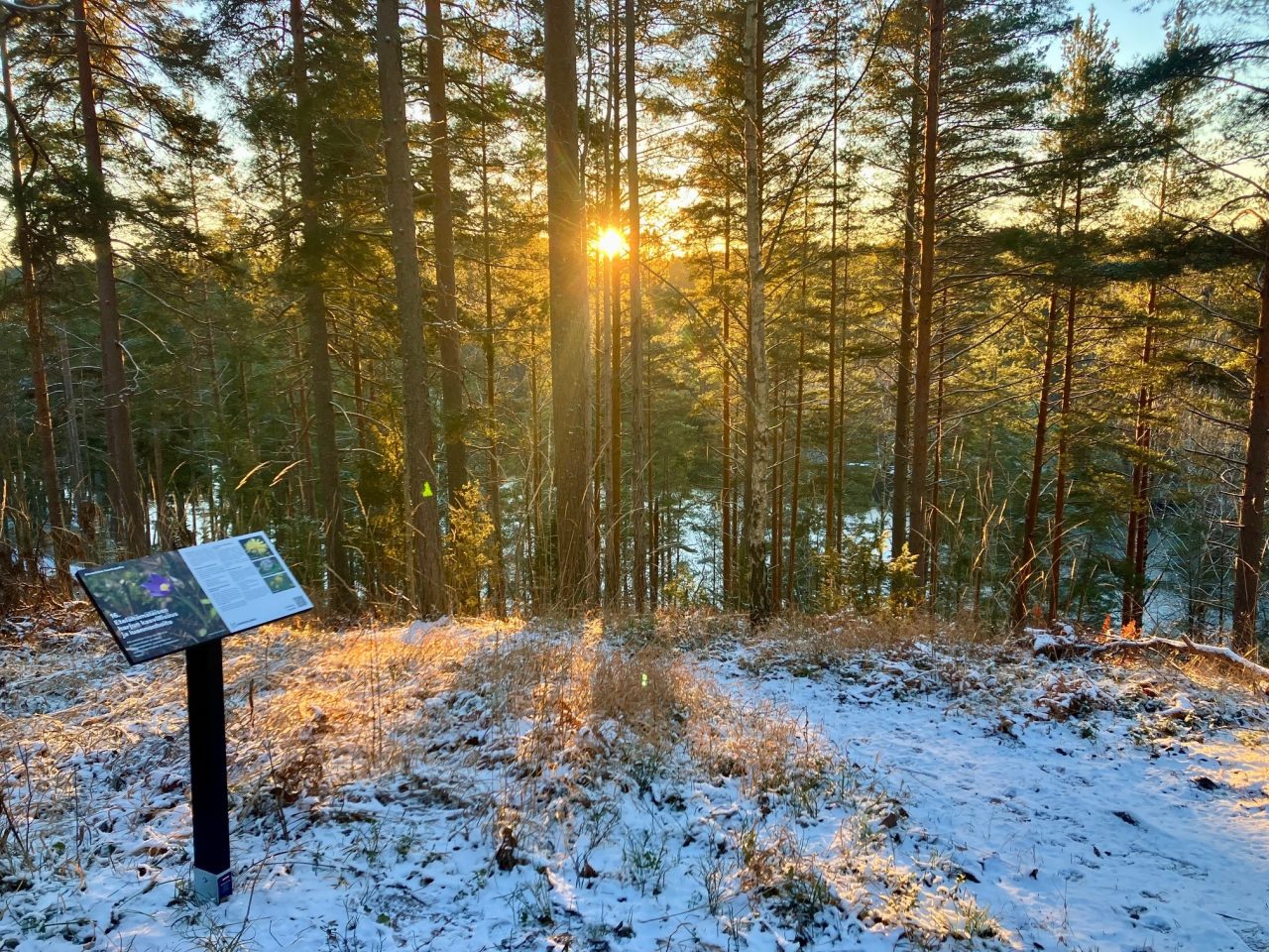 Aurinko siintää männikön takana ja edessä luontopolun opastaulu