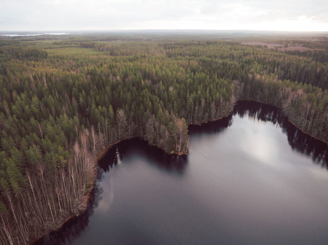 Aerial view with forest and lake. The shoreline forms an area shaped like a large bird's head and wings.