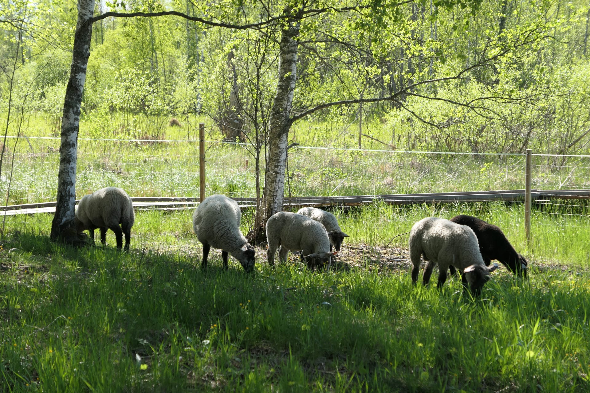 Honkalanrannan lampaat.