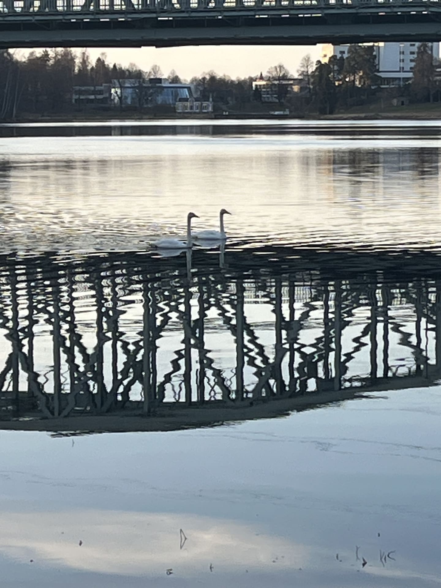 Joutsenet Vanajaveden rannassa