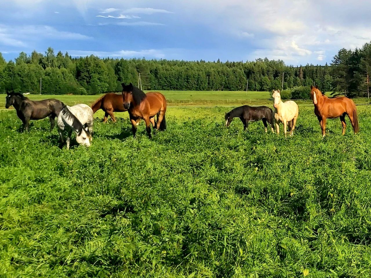 Ruunalaumaamme